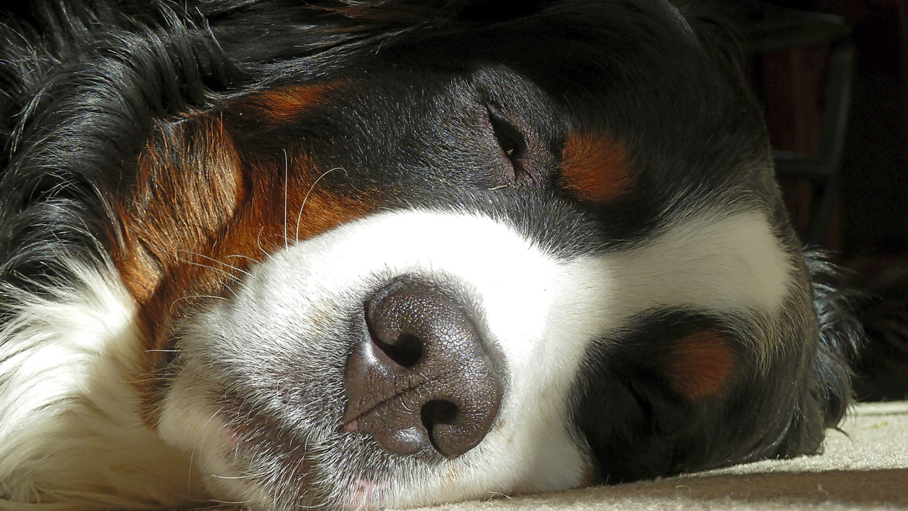 Bouvier Bernois Durée de vie