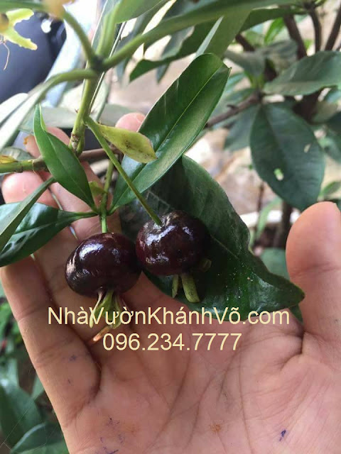 Thú nuôi, cây cảnh: Nhà vườn cung cấp giống Cherry Brazil. Cherry-co-trai-1