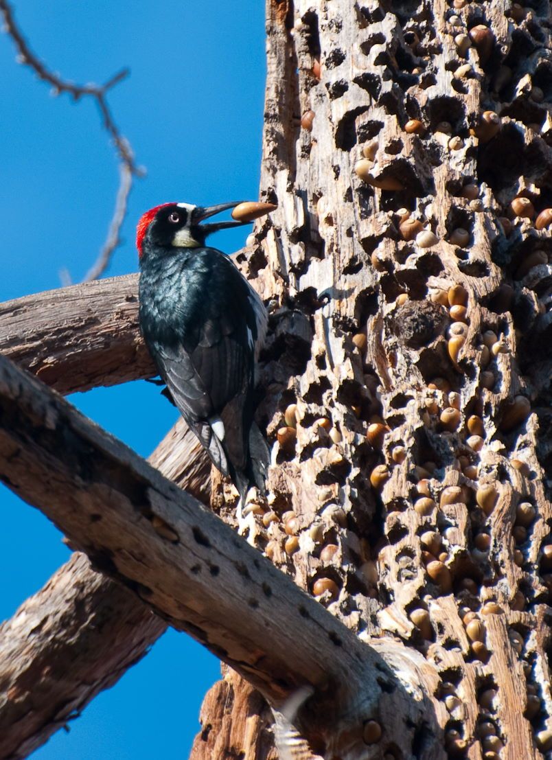 Acorn Woodpecker granaries