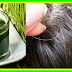 No Gray Hair! The Secret Is In This Beverage