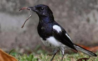 Mengenal Jenis Makanan Burung Kicau Sesuai Dengan Jenis Burungnya