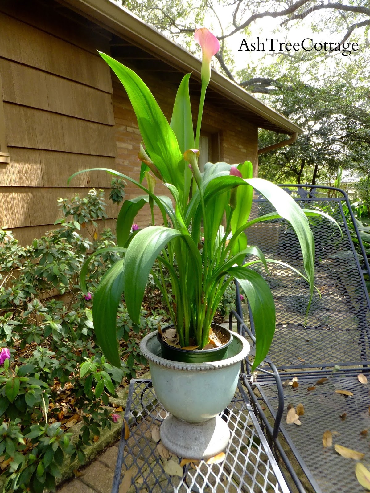 Ash Tree Cottage The Calla Lilies Are in Bloom Again and Mama's