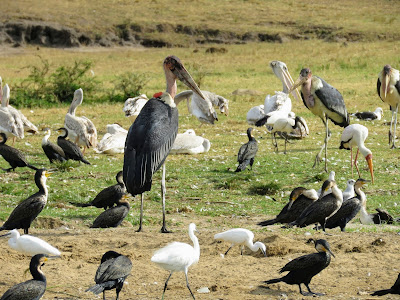 Ugandan Birds: Greater Adjutant