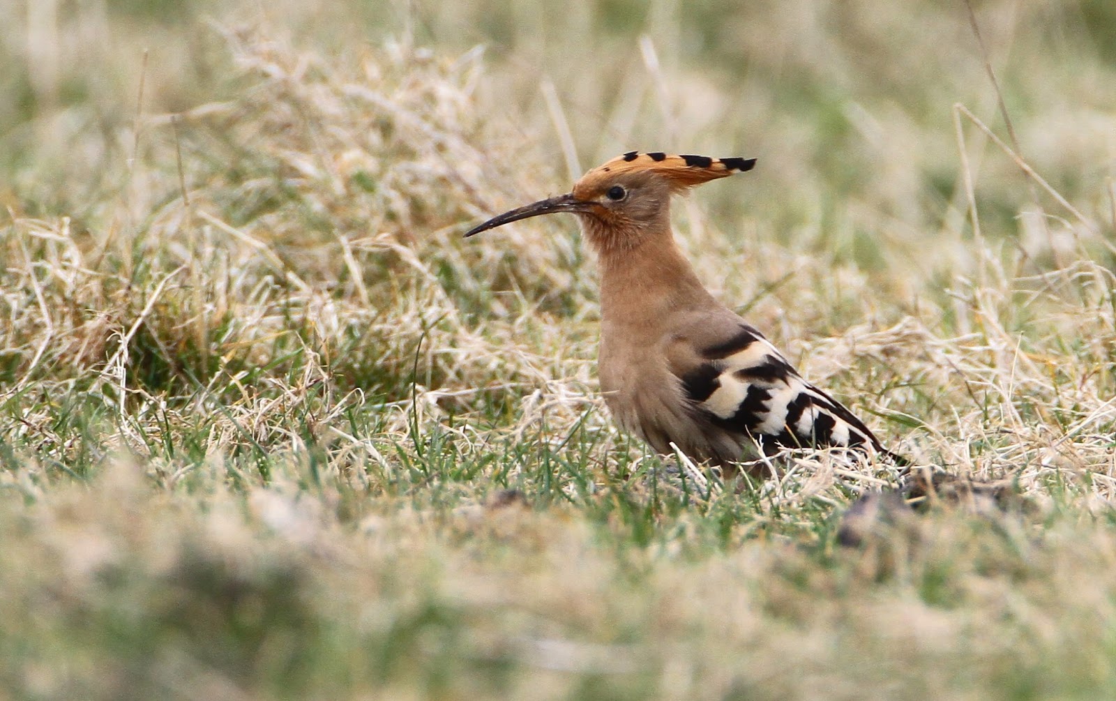 Gower Wildlife HoopoeMiddleton,Gower