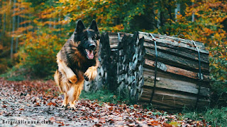 un chien berger allemand court