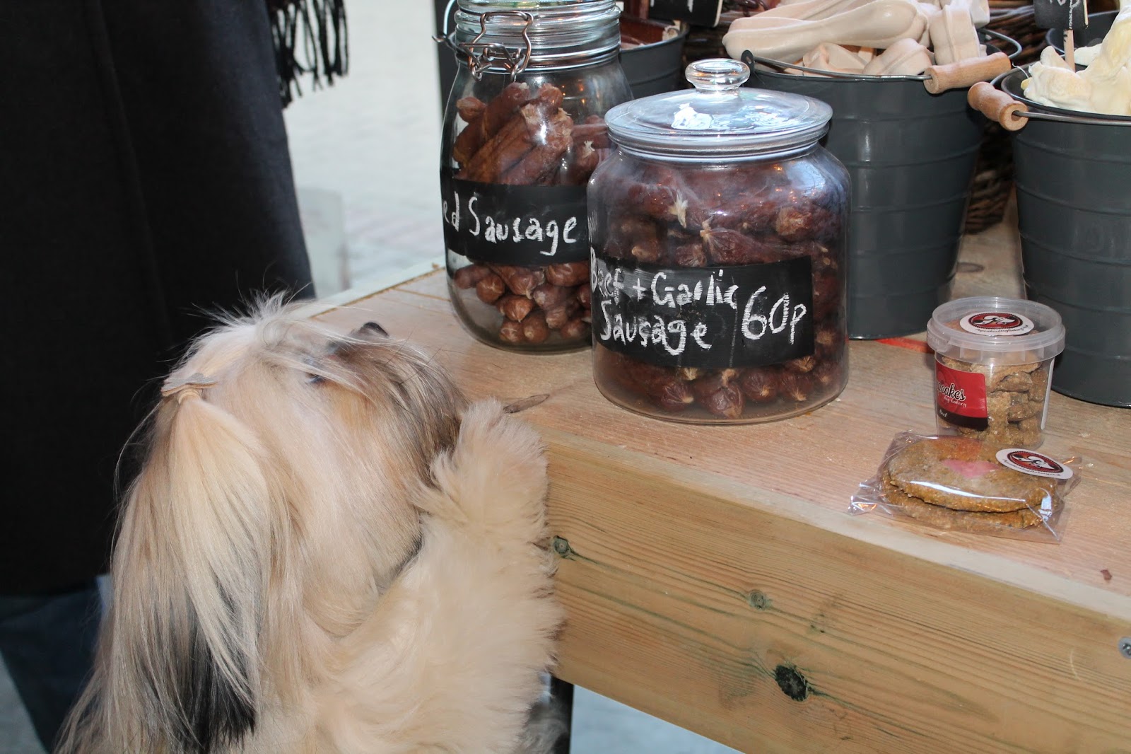 Hounds NewcastleUnderLyme Staffordshire Paws across Britain