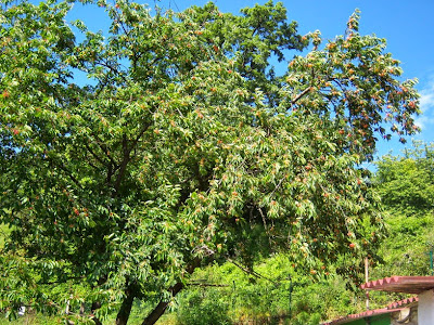 Cerezo fructificando una gran cantidad de cerezas