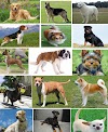 17 Jenis Anjing Setia