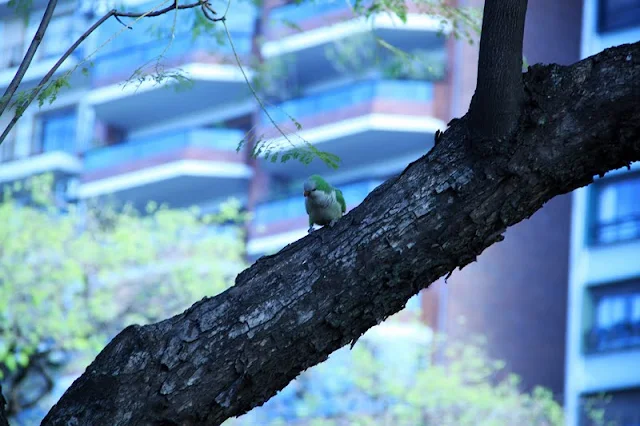 FOTOS DE AVES