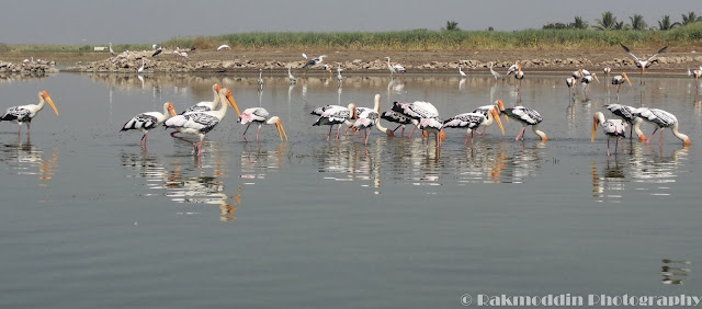 Migrated bird watching at Bhigwan kumbargaon - Simply amazing experience