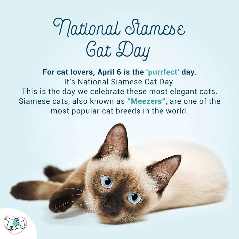 National Siamese Cat Day Wishes Images Whatsapp Images