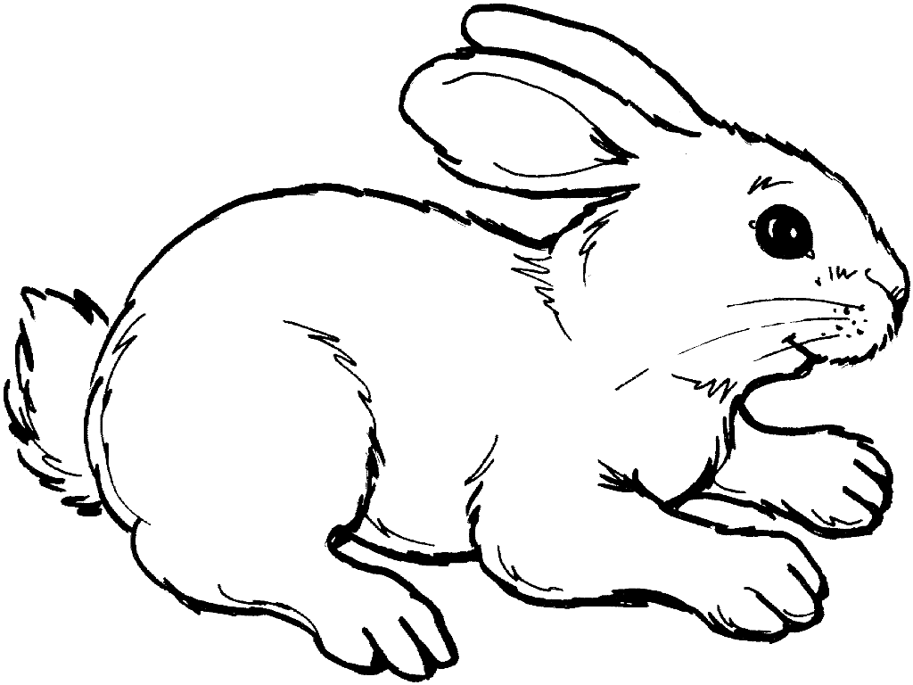 Belajar mewarnai gambar hewan kelinci lucu untuk anak