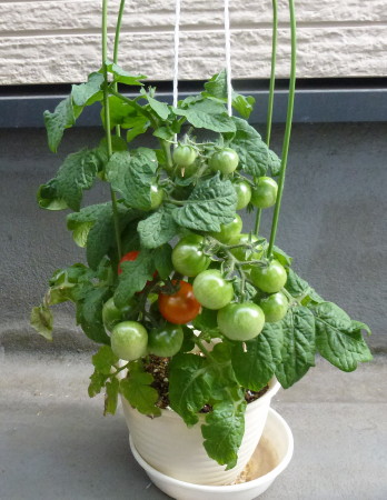 ミニトマト レジナ の育て方 実が収穫まじかまでこぎつけました