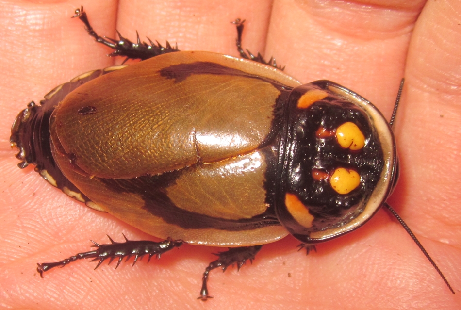 Lucihormetica grossei (Mega Glowspot Roach) - Cockroach Photo Gallery