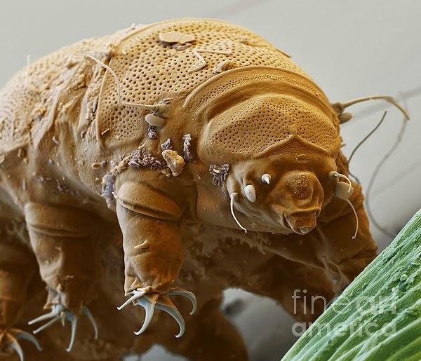 Tardigrades (water bear) AMAZEF