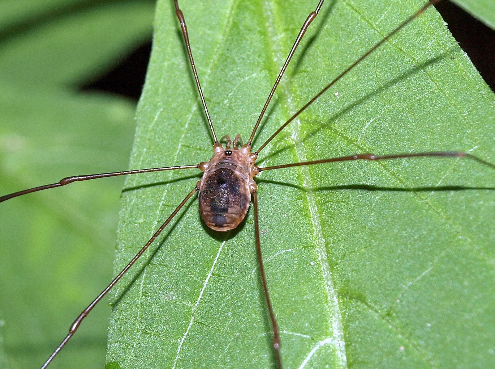 気まぐれ写遊人（金剛山を歩く）: ザトウムシ（座頭虫）
