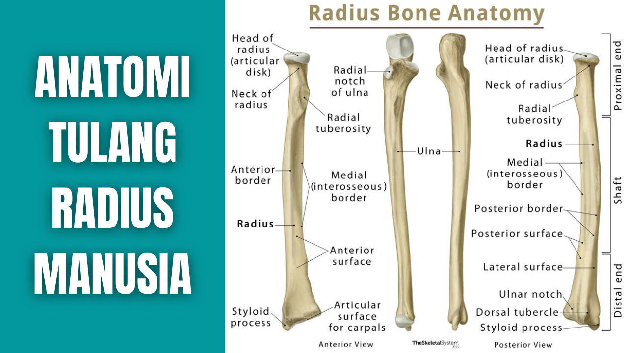 Anatomi Tulang Radius Manusia - Anatomi Tutorial