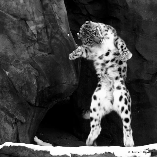 Green Cat Photography: Dancing Snow Leopard