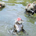 ニホンザル池で水遊び!お猿の国