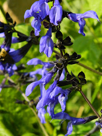 Salvia guaranitica 'Black and Blue' Anise scented sage at Toronto Botanical Garden by garden muses-not another Toronto gardening blog