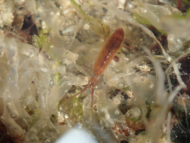Talitrus saltator Talitrus saltator