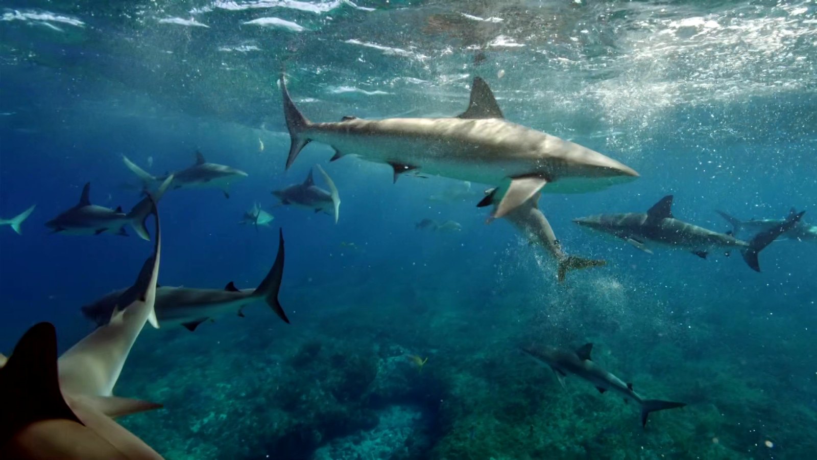 Asadal: BBC Blue Planet Revisited 1/2: A Sharks Tale (2020)