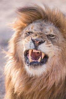 Lion Images Lion Images