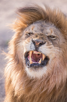 Lion Images Lion Images