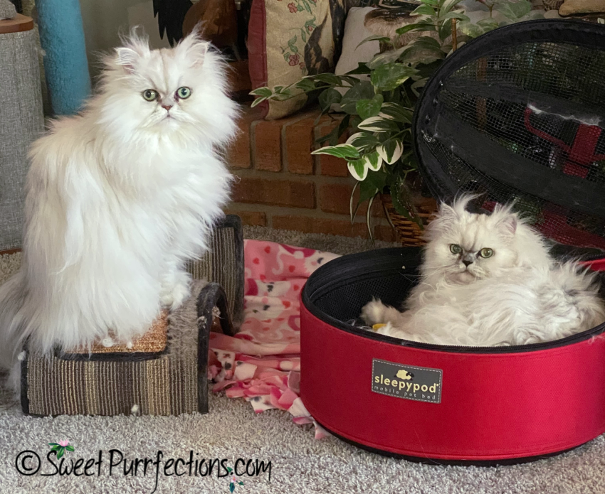 Two silver shaded Persian cats - one on scratcher and one inside the Sleepypod Mobile Pet Bed