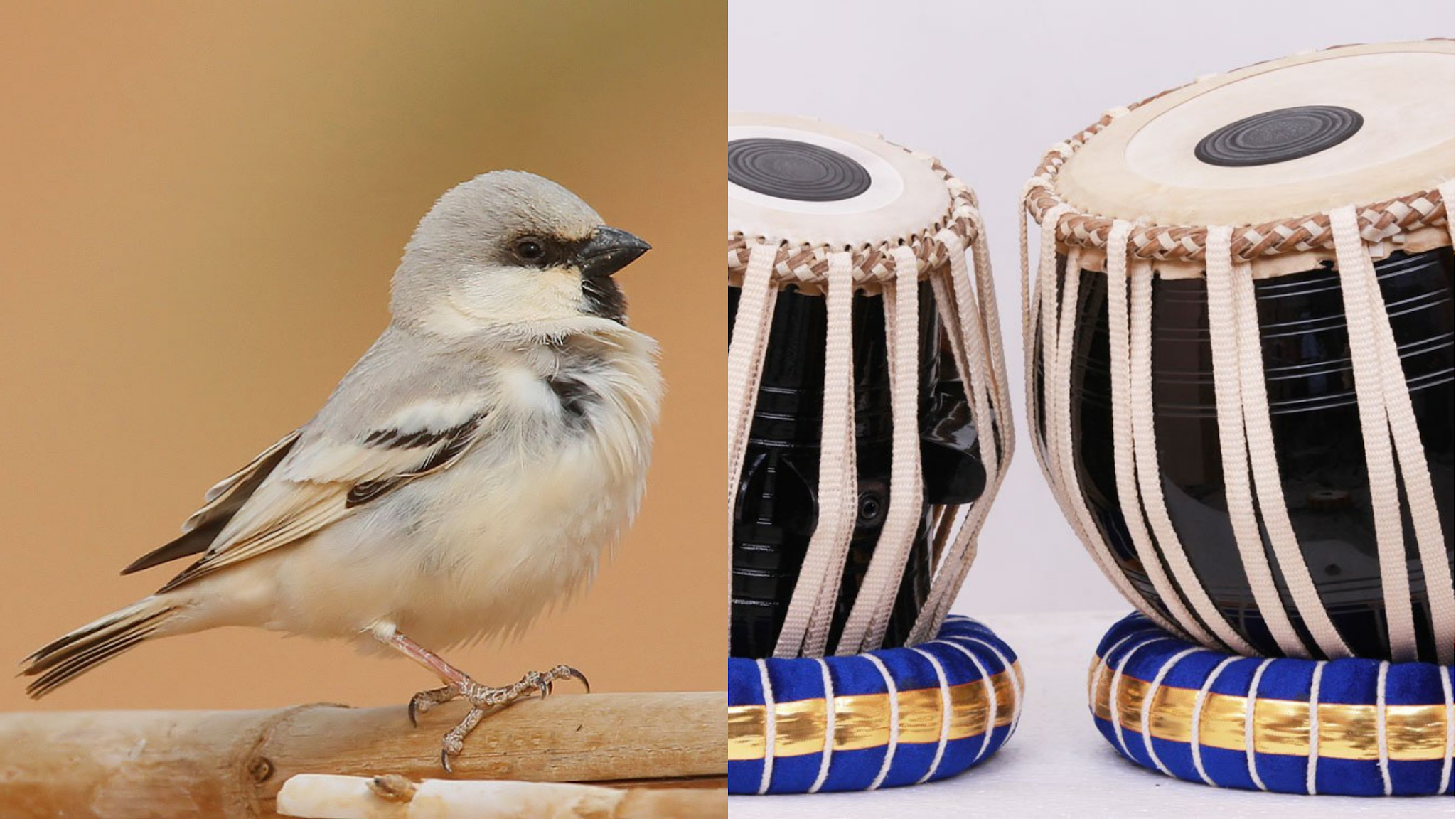 koyal bird ringtone mp3 download koyal bird ringtone mp3 download