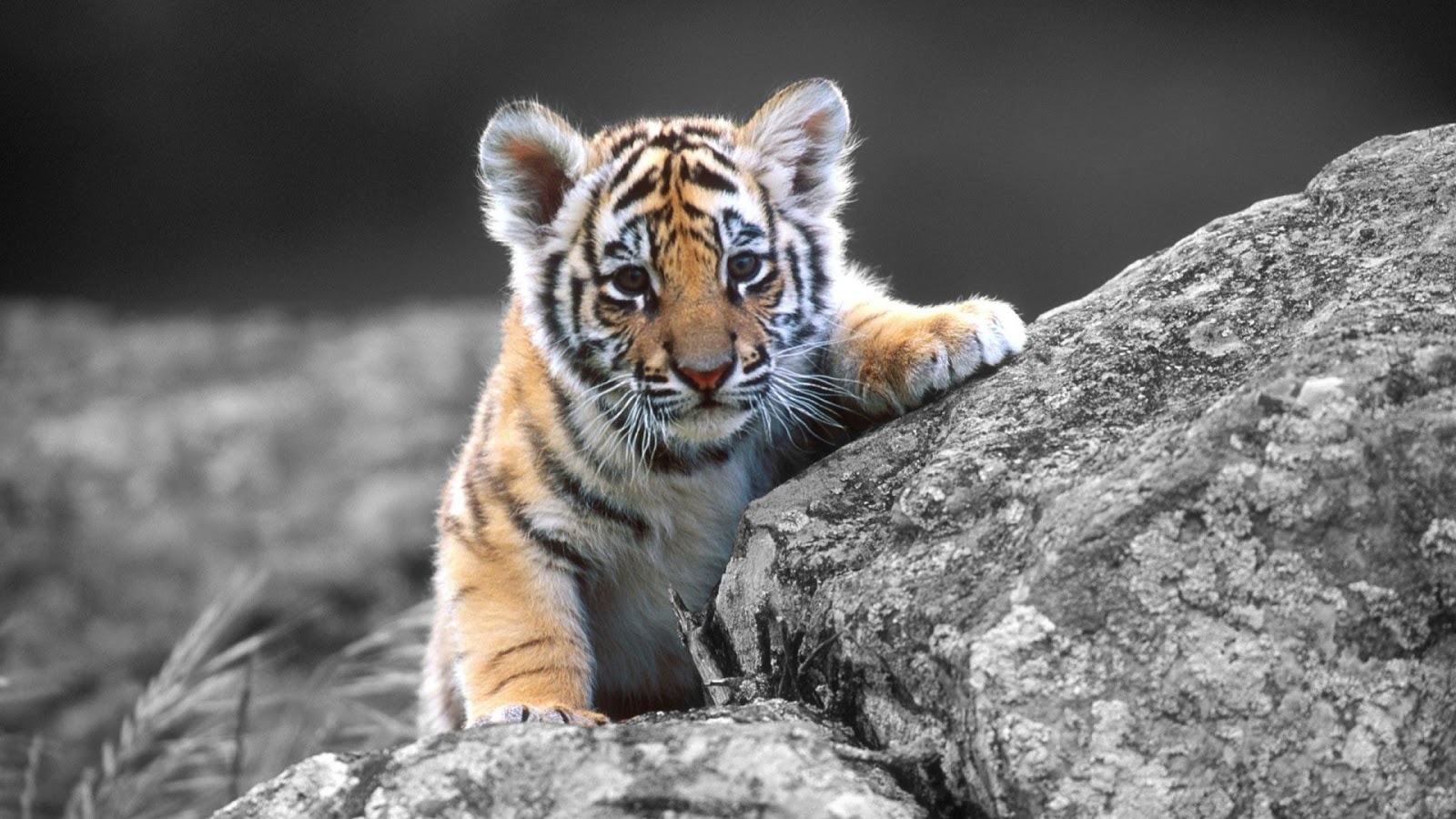 Tiger Full Hd Wallpaper Mobile And Desktop Backgrounds Free Download