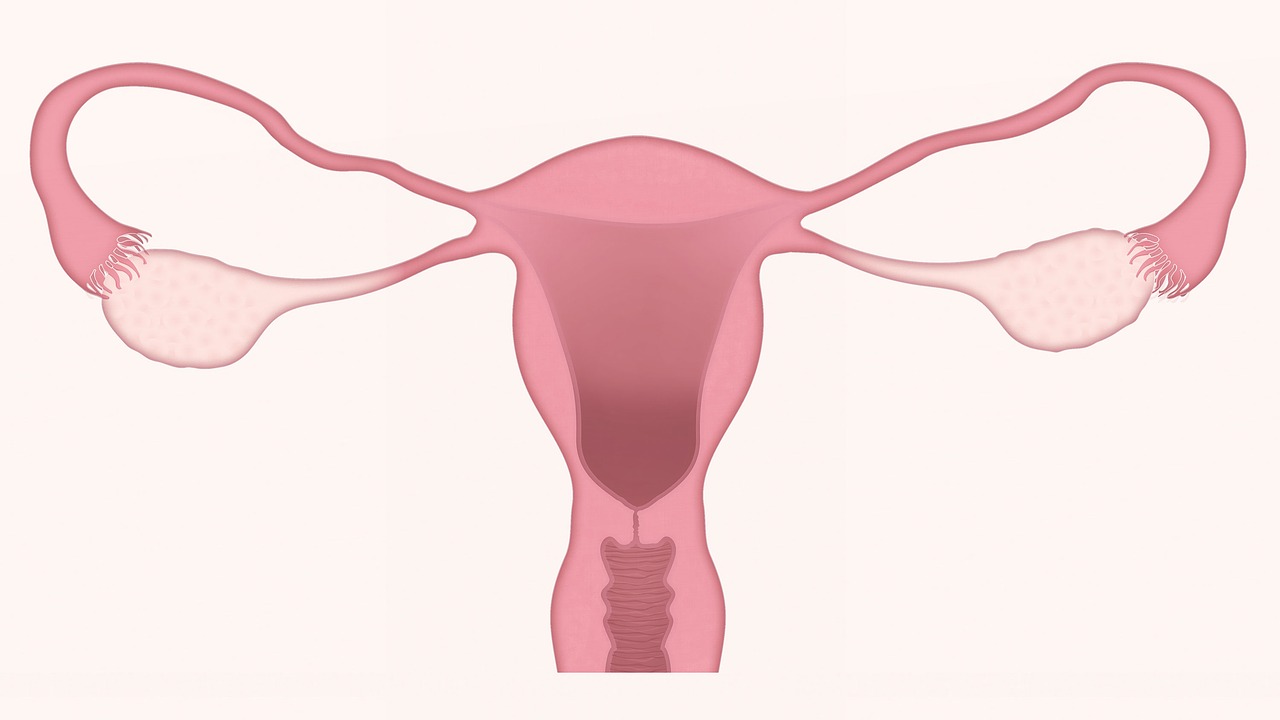 Vagina. Periods. Menstruation, Date, Chams