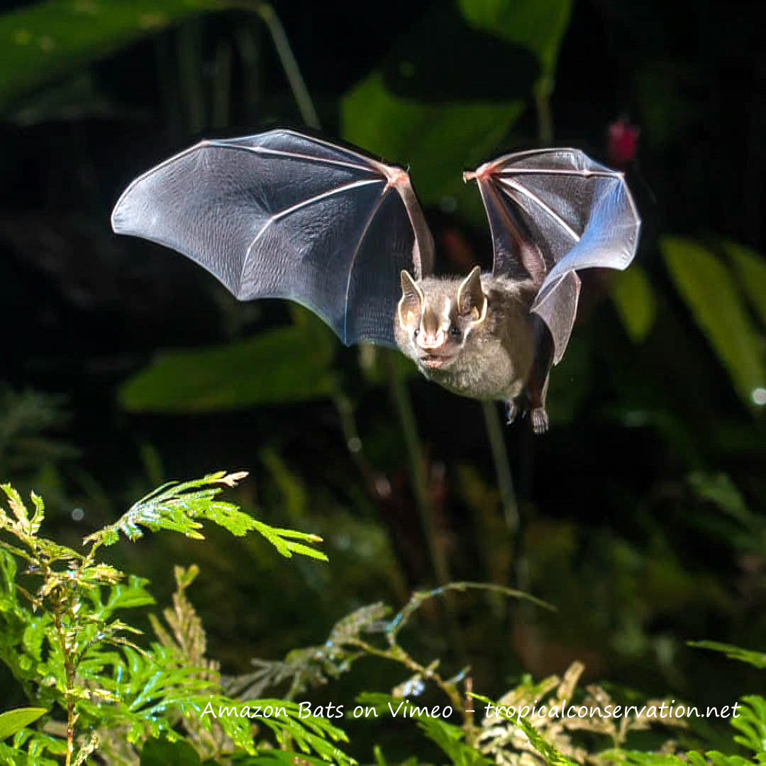 Amazon Bats