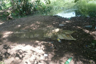 Caimán-del-Orinoco-entre-desechos-plásticos-nocivos-para-su-salud