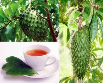 manfaat dan khasiat teh rebusan daun sirsak