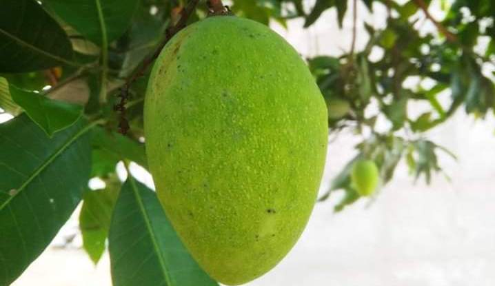 Gambar tanaman rawe kekinian