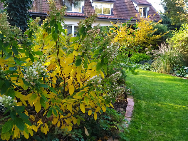 Jesienny ogród, rośliny przebarwiające się jesienią