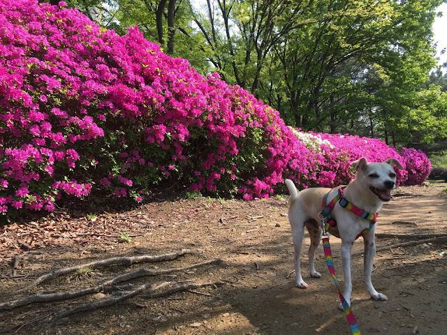 Azaleas