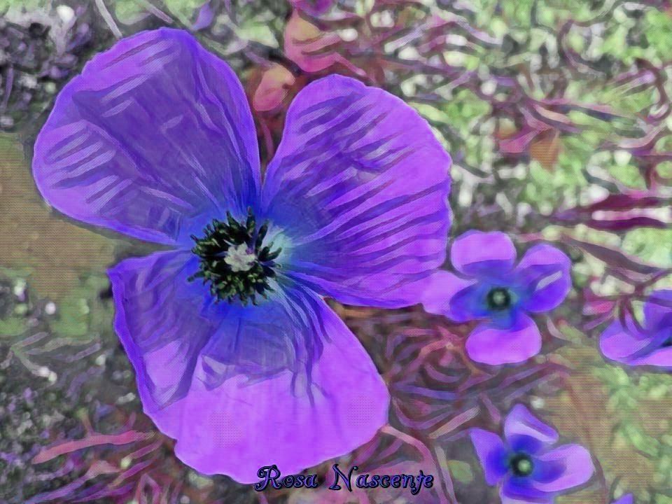 Dollar Photoes Papaveri Color