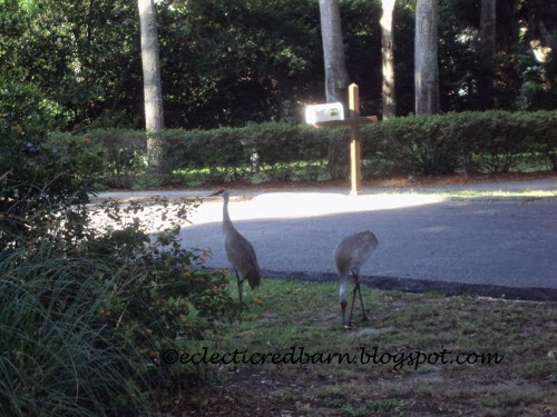 Eclectic Red Barn: Sandhill cranes in the yard