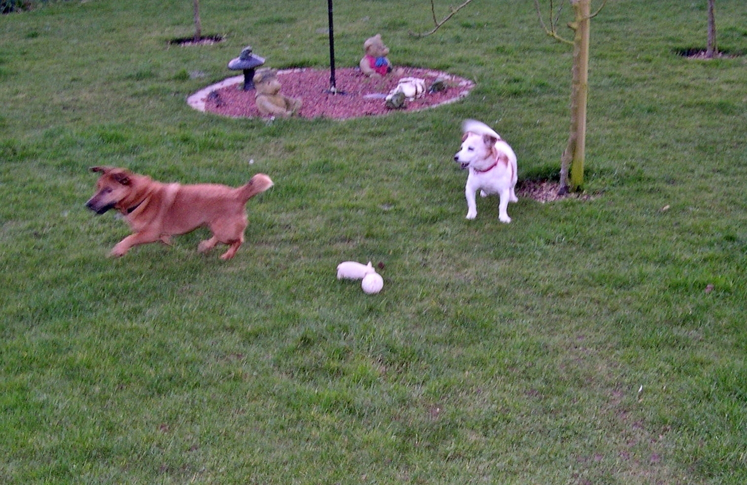 The Rat Pack The Jack Russell Dog, facts you need to know about the