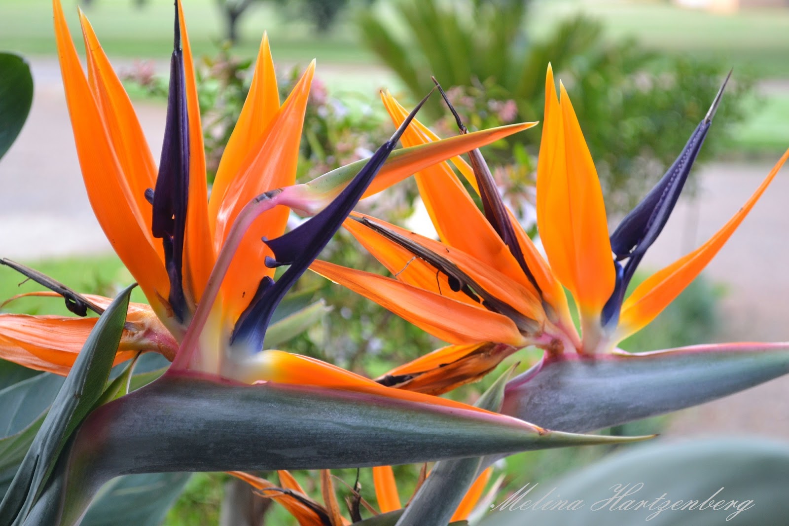 livingplantworld: Order:Zingiberales Family:Strelitziaceae Genus