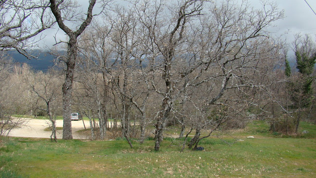 Melojo (Quercus pyrenaica Willd.). Melojar (Sierra de Guadarrama).
