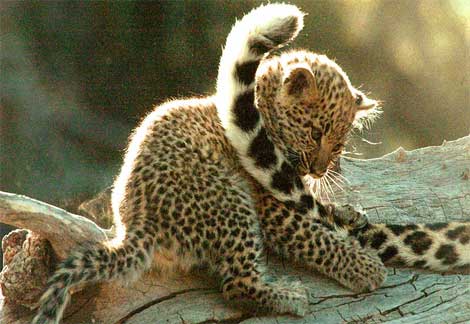 Animals: Cute Baby Leopards