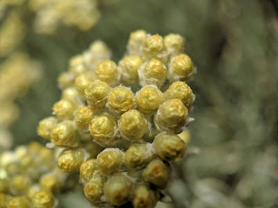 [Asteraceae] Helichyrsum italicum - macro.
