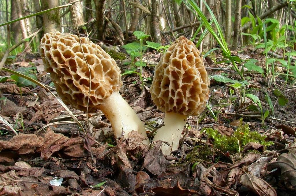 Genipap 90pcs graines de légumes de champignons morilles mélangés