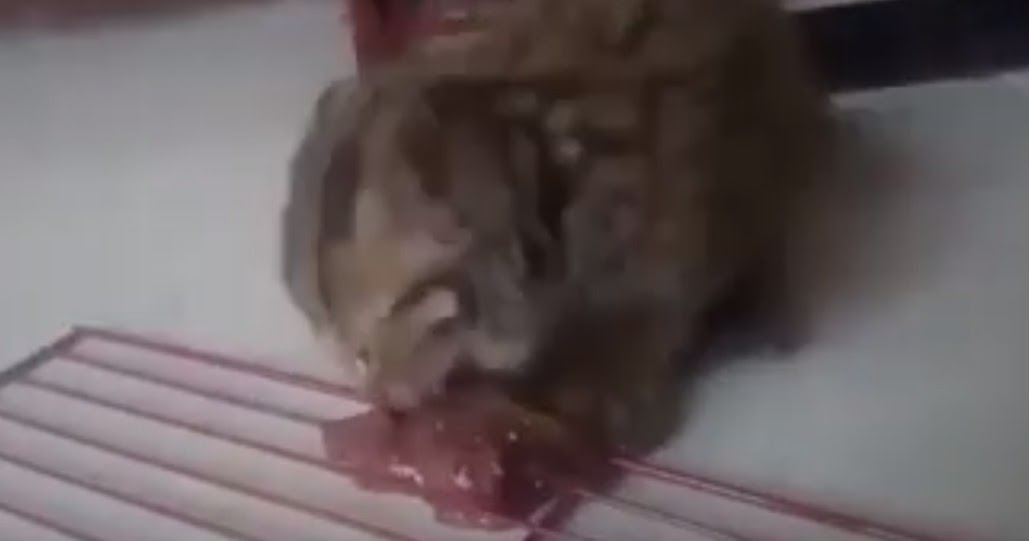 Hal Yang Terjadi Jika Kucing Makan Hati Ayam Dan Sapi - Kucing Kungfu