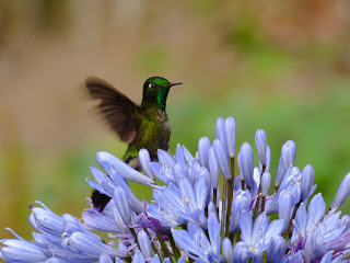 aves polinizadoras