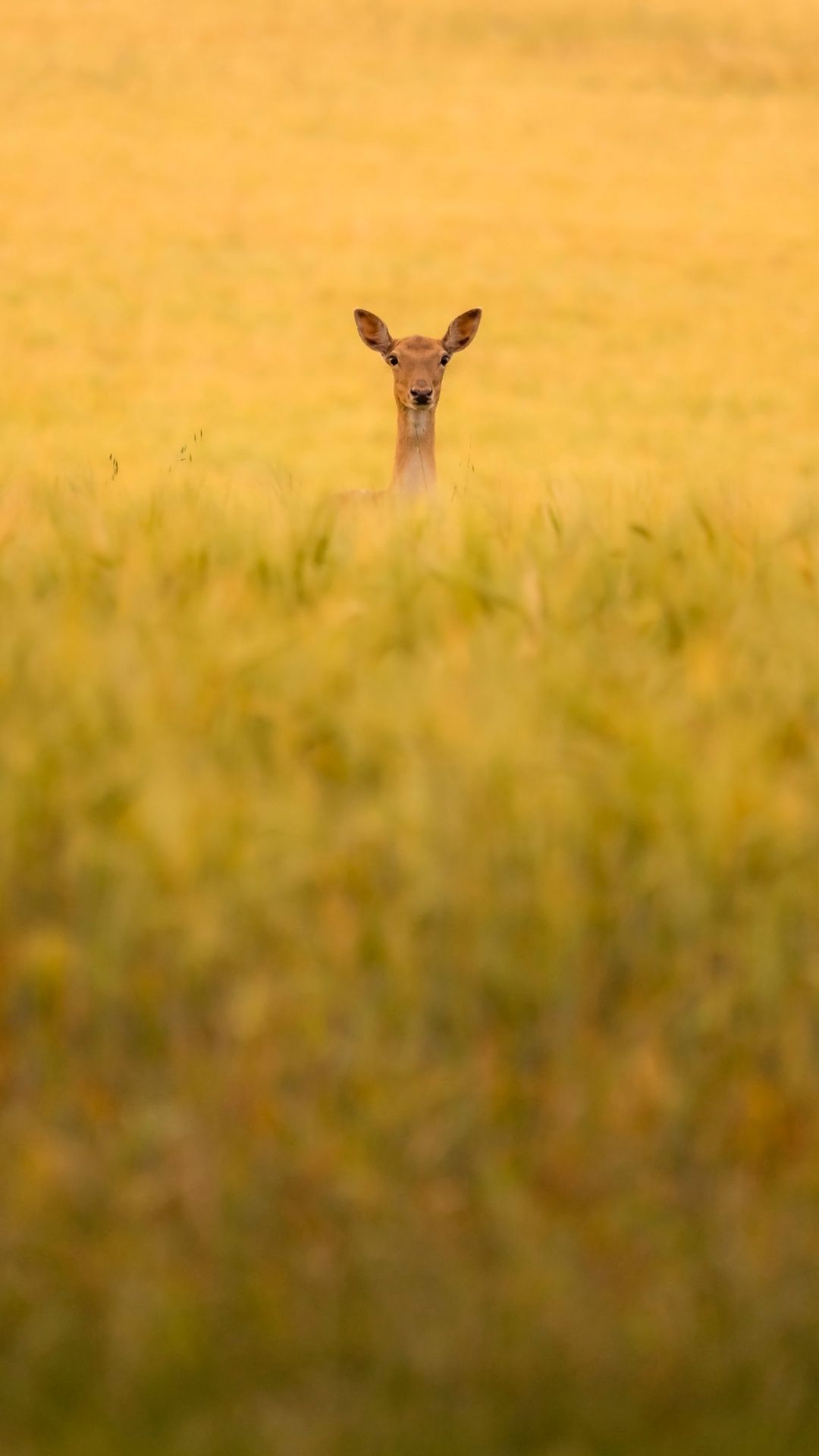 Wallpaper Field, Grass, Roe Deer