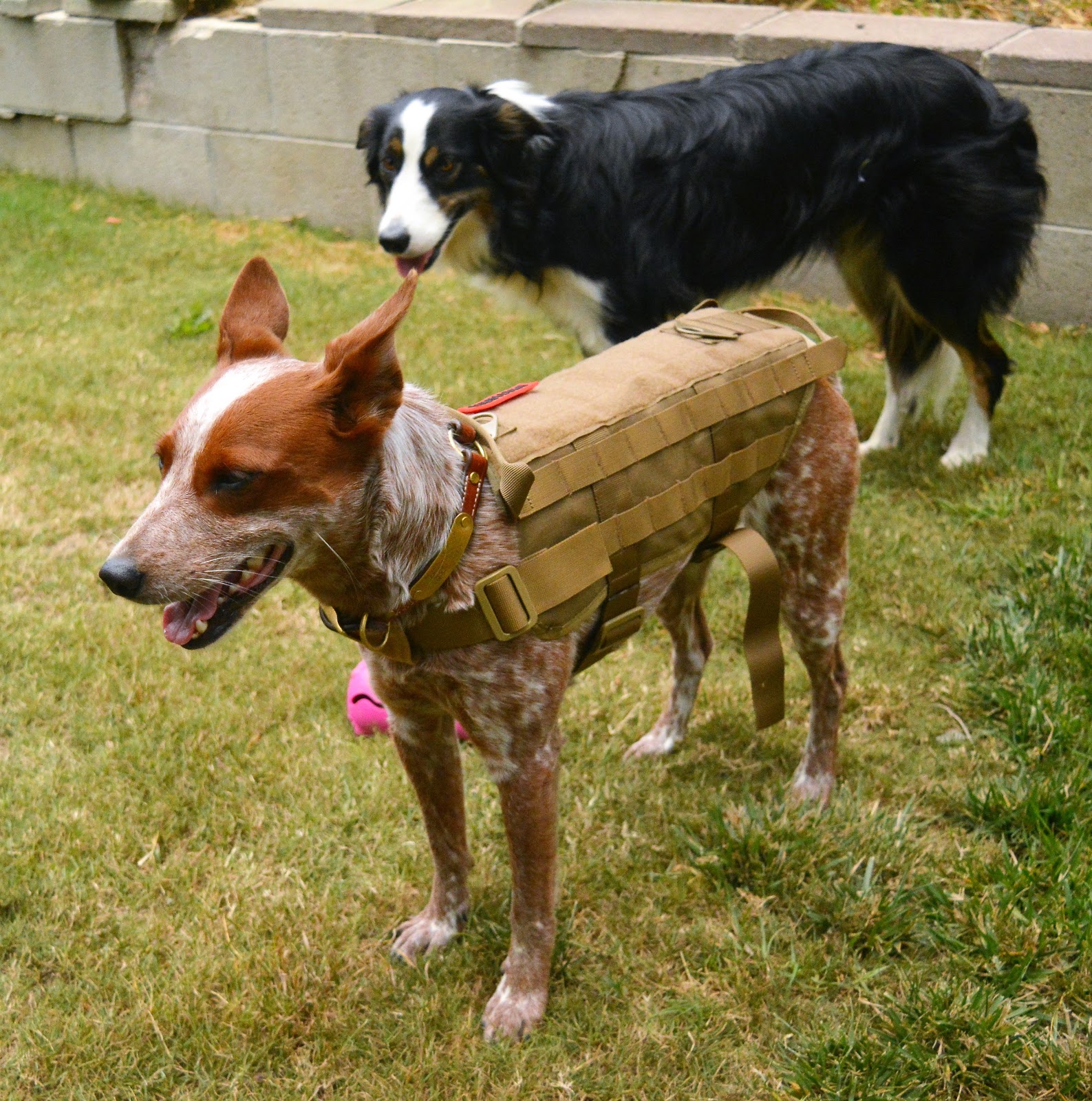 onetigris dog